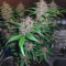 Fastberry Auto Cannabis-Samen Kaufen