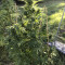 Kaufe Golosa Early Version Samen feminisiert von Delicious Seeds