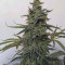 Auto Brooklyn Sunrise Cannabis-Samen Kaufen