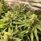 Grandaddy Purple (BlimBurn Seeds) Cannabis-Samen zu verkaufen