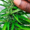 Sugar Black Rose (Delicious Seeds) Cannabis-Samen zu verkaufen