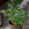 Dark Devil Auto (Sweet Seeds) Cannabis-Samen zu verkaufen