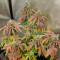 Pineapple (Seedstockers) Cannabis-Samen zu verkaufen