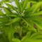 Mimosa EVO (Barney's Farm) Cannabis-Samen zu verkaufen