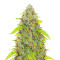 Skywalker Haze feminisierte Samen (Dutch Passion)