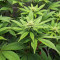 Sour Diesel feminisierte Samen (Barney’s Farm)