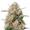 Apollo (Brothers Grimm Seeds)