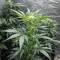Auto Blackberry Moonrocks (Herbies Seeds)