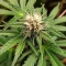 Bubble Gum Fast (00 Seeds)