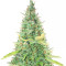 Critical XXL Auto (Herbies Seeds)
