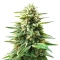 Edam Bomb (Cheese Bomb) (Bomb Seeds) Cannabis-Samen