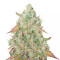 Grandmommy Purple feminisierte Samen (Herbies Seeds)