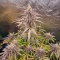 Humboldt Dream feminisierte Samen (Humboldt Seed Company)