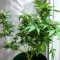 K.C. 48 Auto (K.C. Brains Seeds) Cannabis-Samen