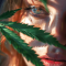 Mimosa Shot feminisierte Samen (Herbies Seeds)