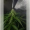 Northern Light (RQS) Cannabis-Samen
