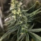 Planet Of The Grapes Auto (Ethos Genetics)