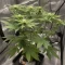 Purple Queen (RQS) Cannabis-Samen