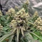 Widow 2004 regular (De Sjamaan Seeds) Cannabis-Samen