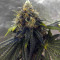 Sugar Breath (Humboldt Seeds Organization) Cannabis-Samen