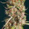 Wedding Glue Auto feminisierte Samen (Seedstockers)