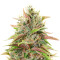 Critical Kush (RQS) Cannabis-Samen