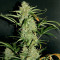 Auto Banana Blaze (Dutch Passion) Cannabis-Samen