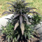 Auto Jack Herer (Advanced Seeds) Cannabis-Samen