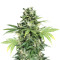 Auto Kaya 47 (Advanced Seeds) Cannabis-Samen