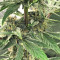 Auto Purple Gorilla (Short Stuff Seeds) Cannabis-Samen