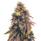 Grand Daddy Purp regular (Grand Daddy Purp) Cannabis-Samen