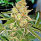 King's Banner regular (Dark Horse Genetics) Cannabis-Samen