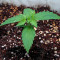 Lemon AK Auto feminisierte Samen (Fast Buds)