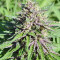 Malawi x PCK (Ace Seeds) Cannabis-Samen