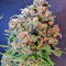 Mind Can'trol (Dr. Krippling Seeds) Cannabis-Samen