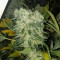 NYC Diesel (Zambeza Seeds) Cannabis-Samen