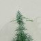 Orient Express (Ace Seeds) Cannabis-Samen