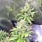 Pakistan Chitral Kush Standard (Ace Seeds) Cannabis-Samen