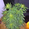 Panama cannabis strain