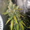 Super Skunk (Seedstockers) Cannabis-Samen