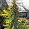 Bruce Banner Auto (Cali Buds Seeds) Cannabis-Samen