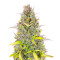 Crystal WW Autoflower feminisierte Samen (EGS)