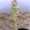 Girl Scout Cookies Autoflower (Seedstockers) Cannabis-Samen