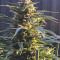 King’s Kush Auto CBD (GHS) Cannabis-Samen