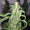 Mango Crunch regular (RQS) Cannabis-Samen