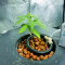 Original Glue (Nirvana Seeds) Cannabis-Samen