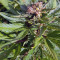 Pumpkin Kush regular (RQS) Cannabis-Samen