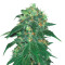 Punky Lion (Samsara Seeds) Cannabis-Samen