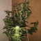Kaufe Blackberry Moonrocks Samen feminisiert von AlphaFem Seeds