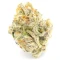 Green Crack Cannabis-Samen Kaufen